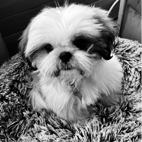 balu
